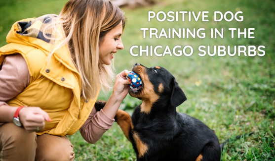 chicago suburb puppy training