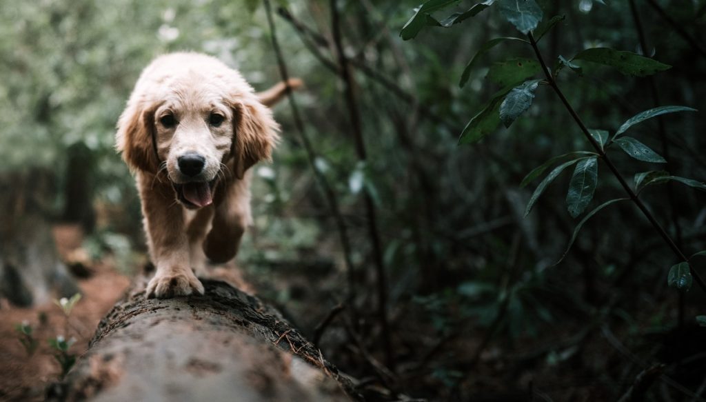 puppy training palatine inverness barrington crystal lake huntley illinois