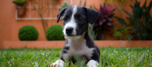 puppy in grass at vacation rental property